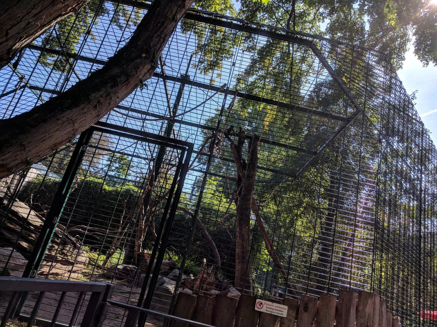 White Naped Mangabey Enclosure