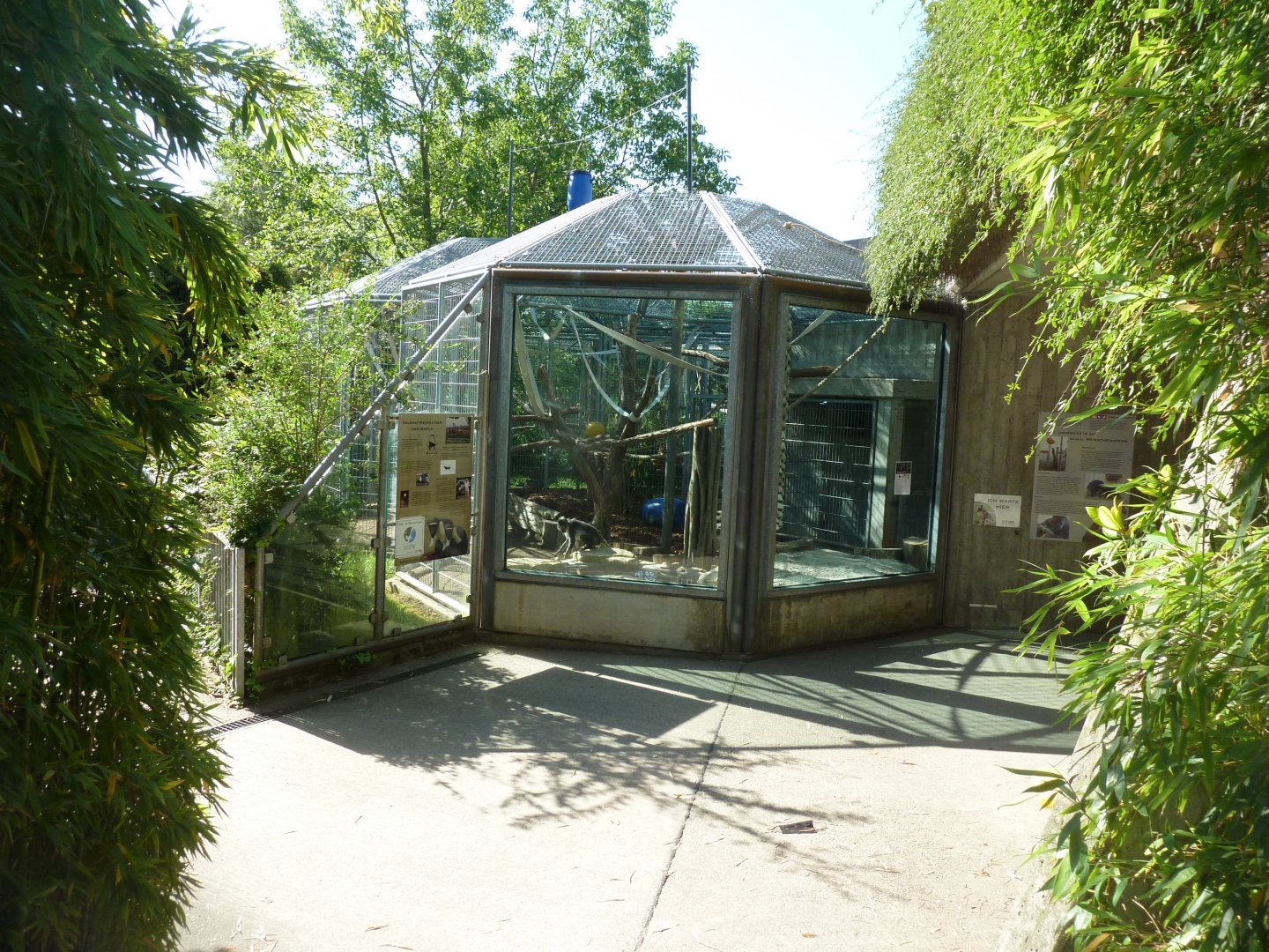 White-naped mangabey enclosure