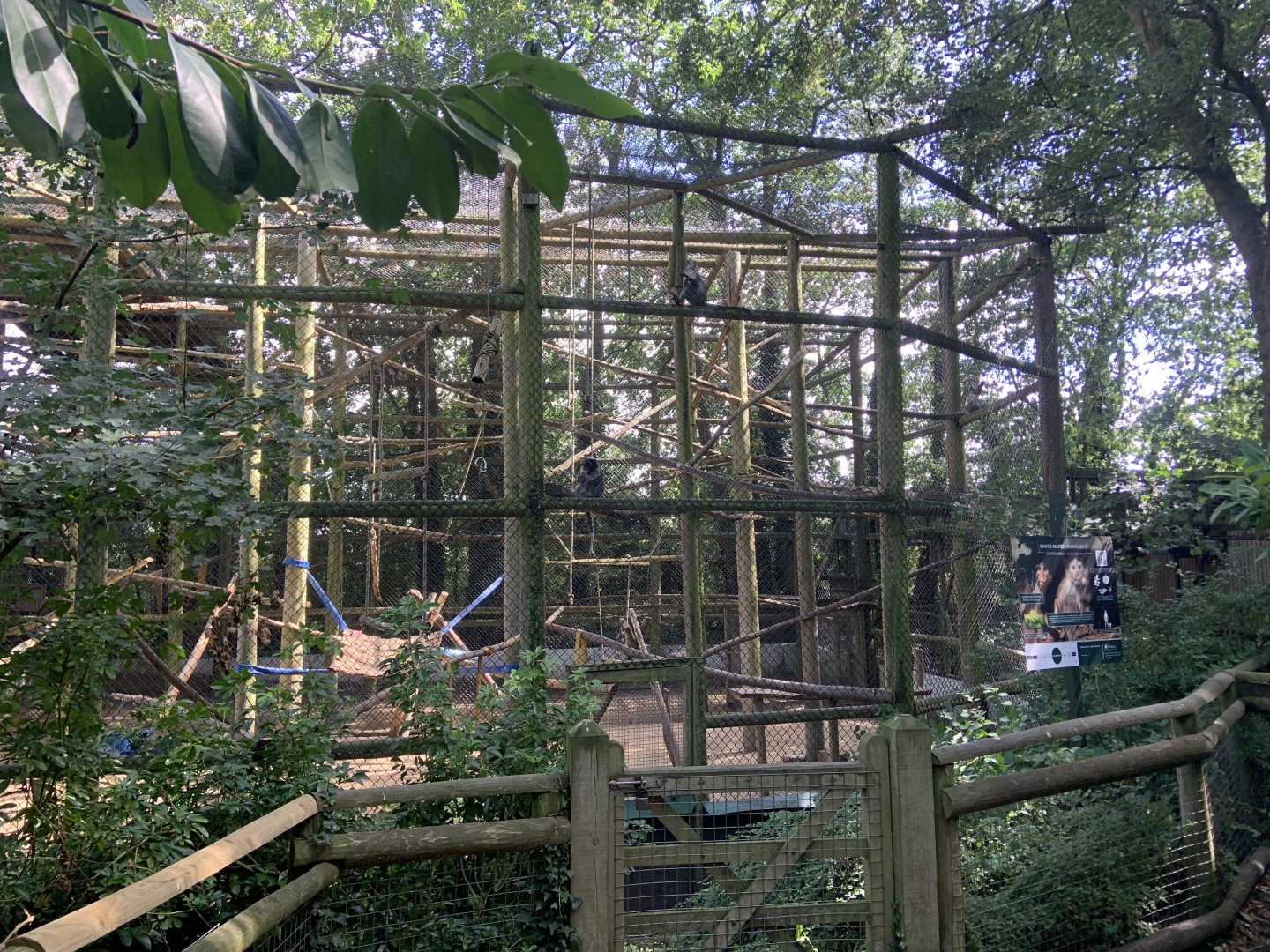 White-naped mangabey enclosure