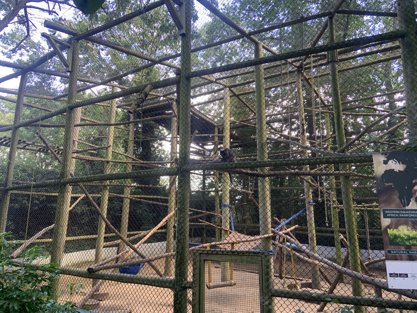 White-naped mangabey enclosure