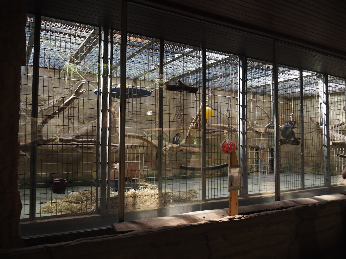 White-naped mangabey exhibit, 2024-06-08