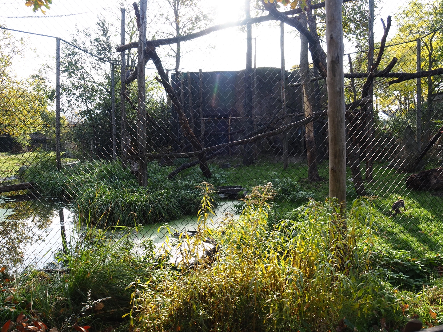 White-naped mangabey exhibit (Nov 10th, 2018)