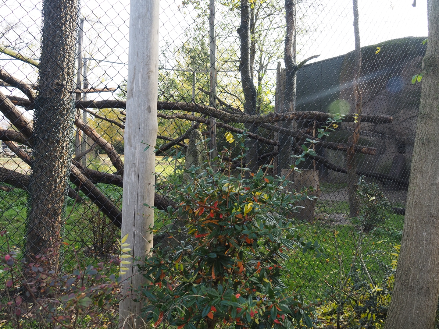 White-naped mangabey exhibit (Nov 10th, 2018)
