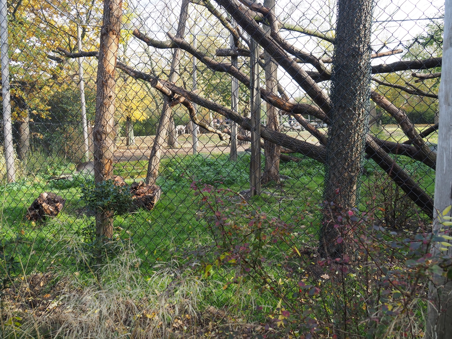 White-naped mangabey exhibit (Nov 10th, 2018)