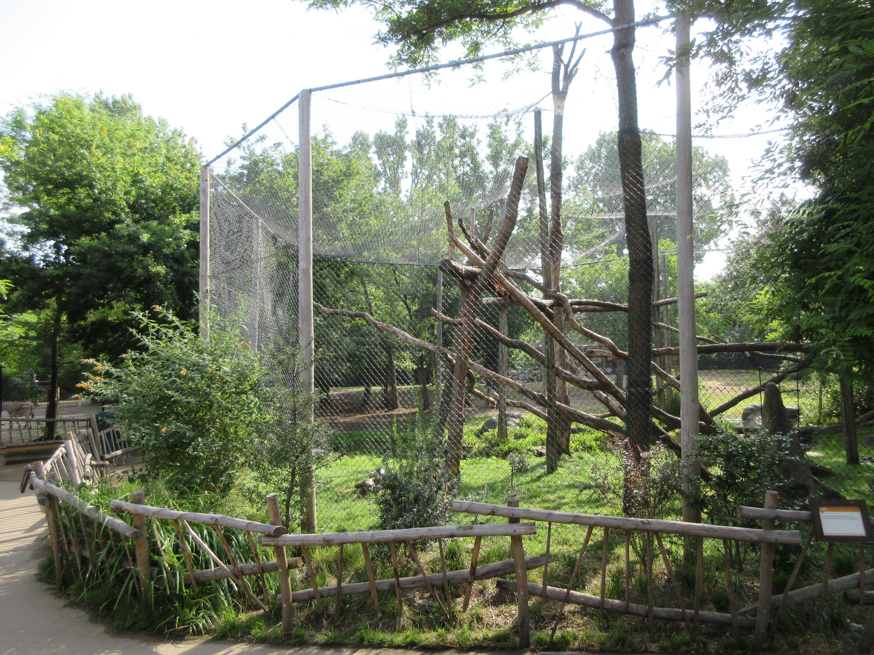 White-naped Mangabey Exhibit