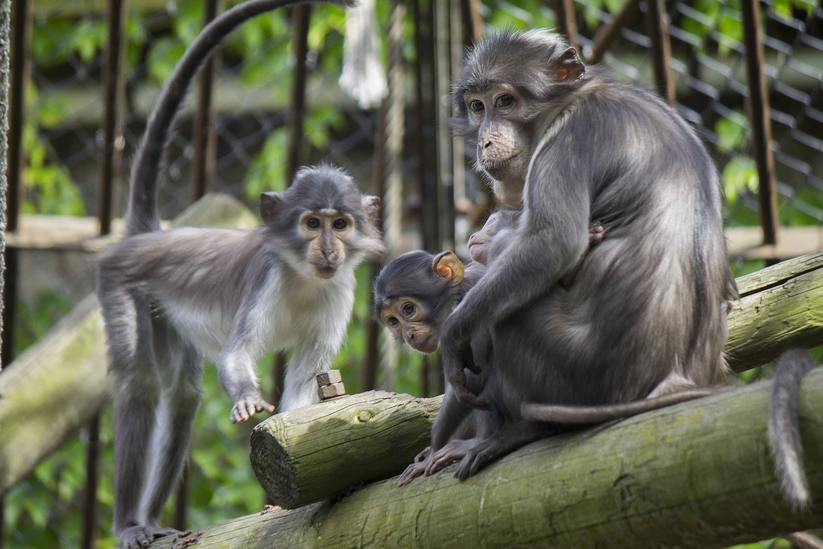 White-naped mangabey family