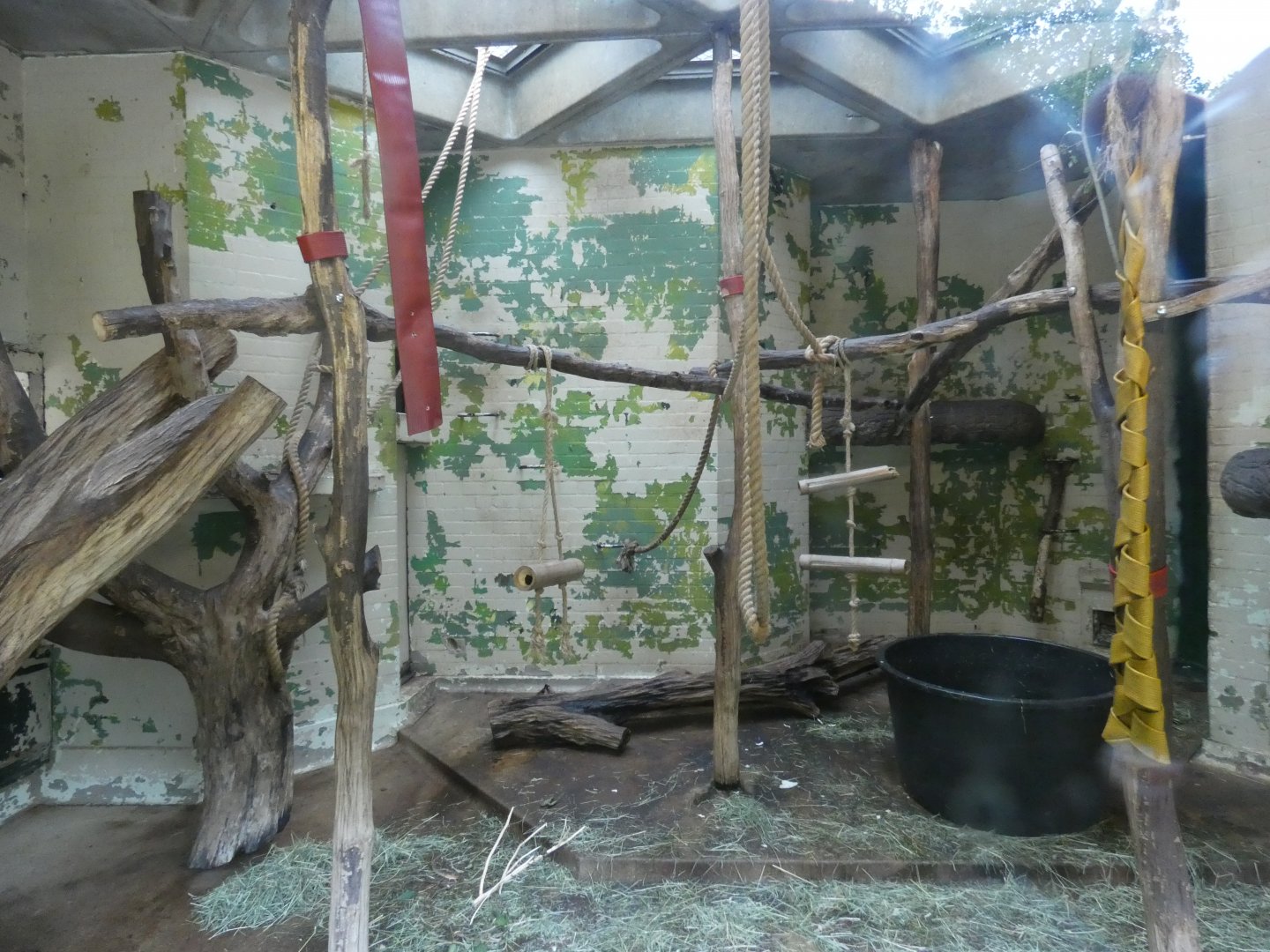 White-naped mangabey indoor enclosure (2)