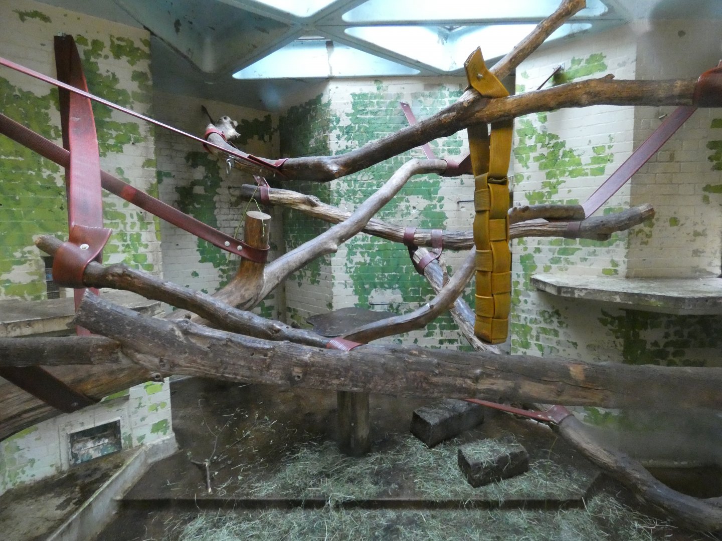 White-naped mangabey indoor enclosure