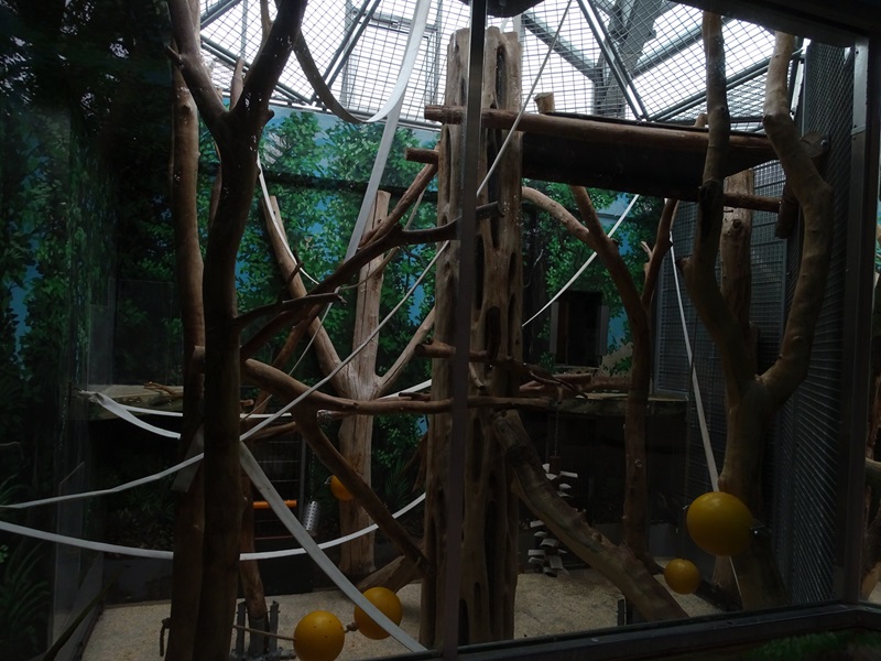White-naped mangabey indoor enclosure