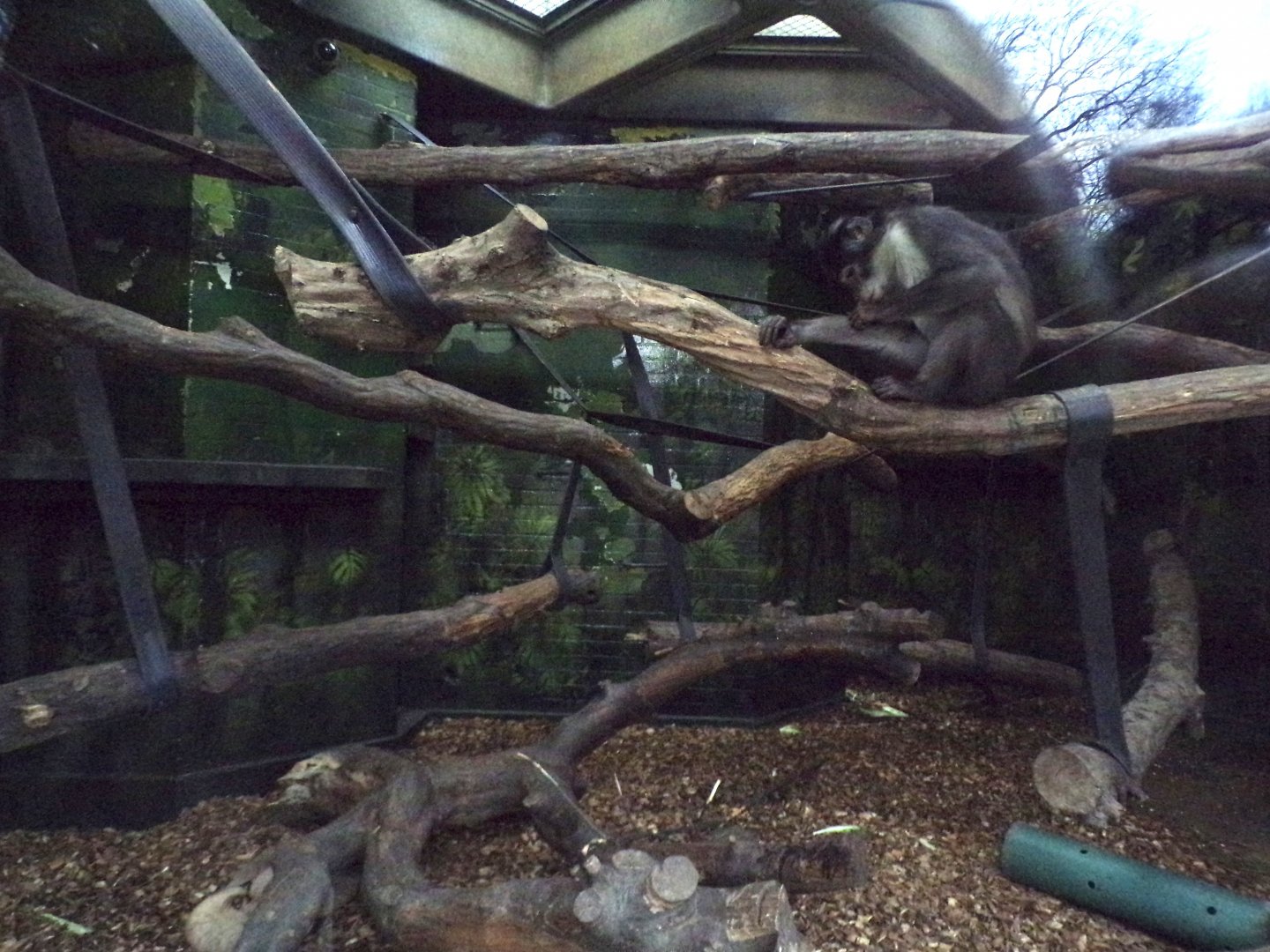 White-naped mangabey indoors 11.2.25