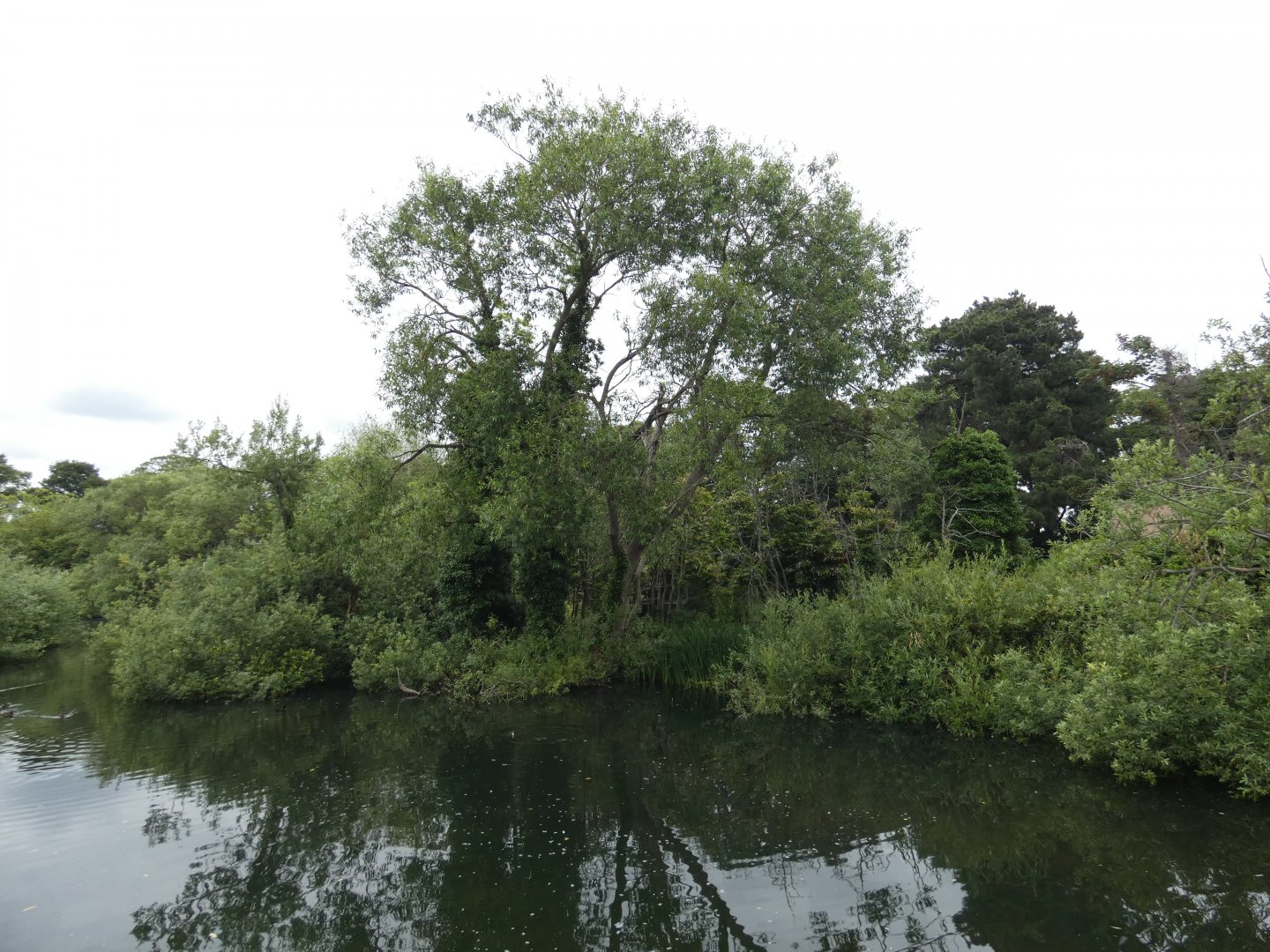 White-naped mangabey island