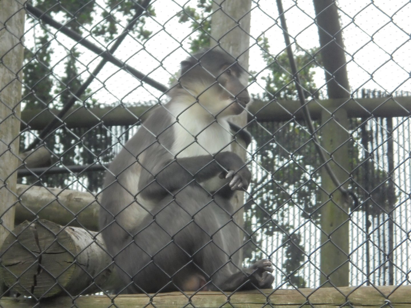 White-naped Mangabey (male)