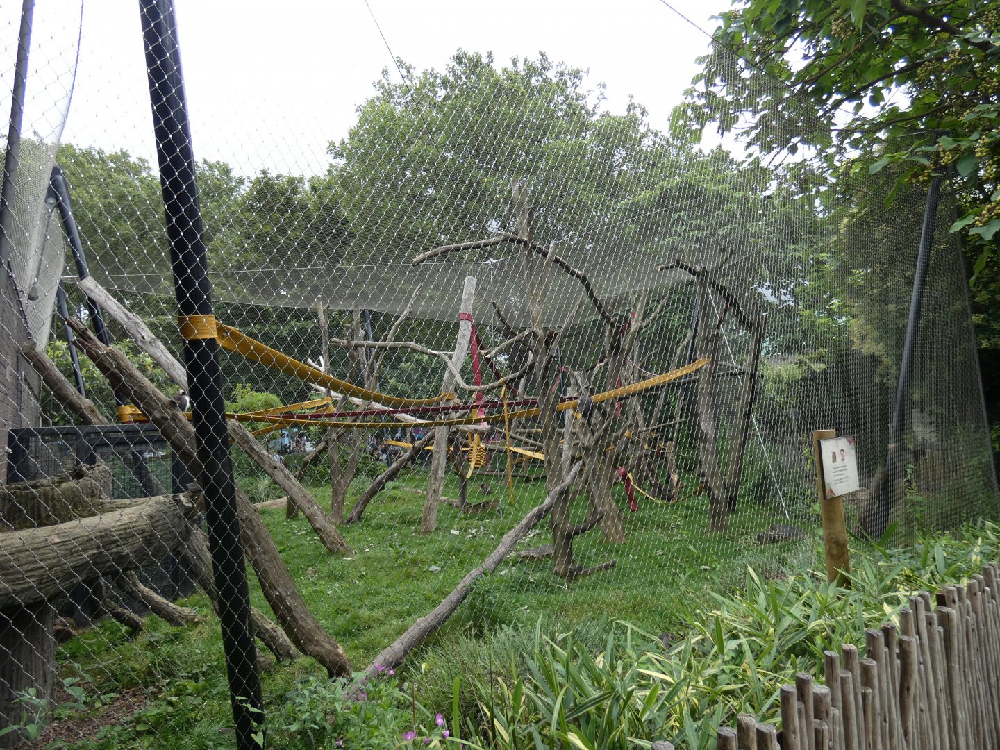 White-naped mangabey outdoor enclosure