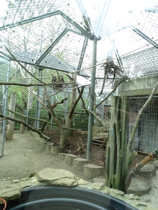 White-naped mangabey outdoor enclosure