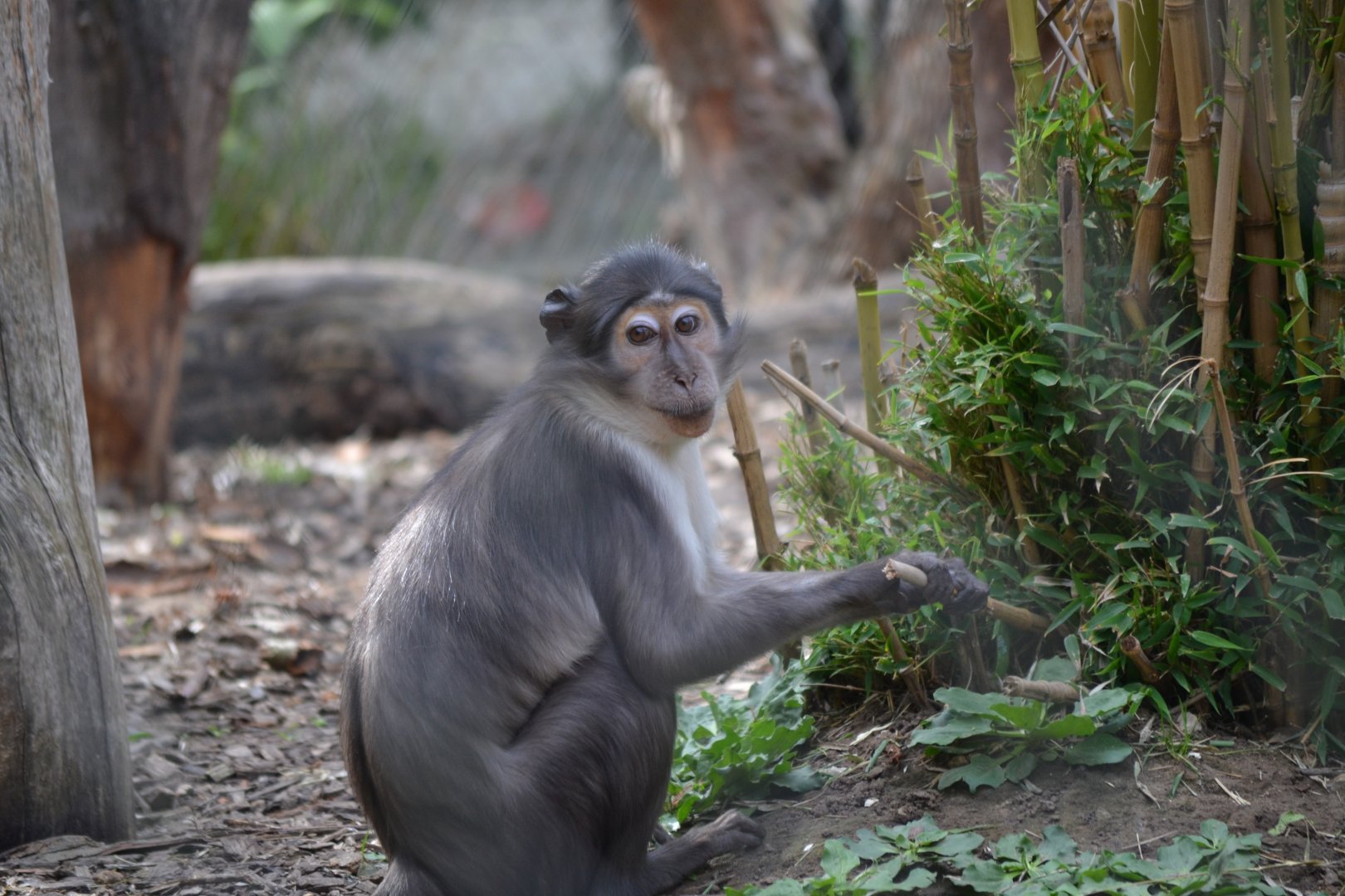 White Naped Mangabey  - September 2016