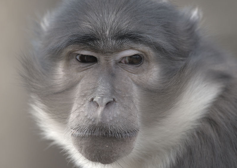 White-naped mangabey