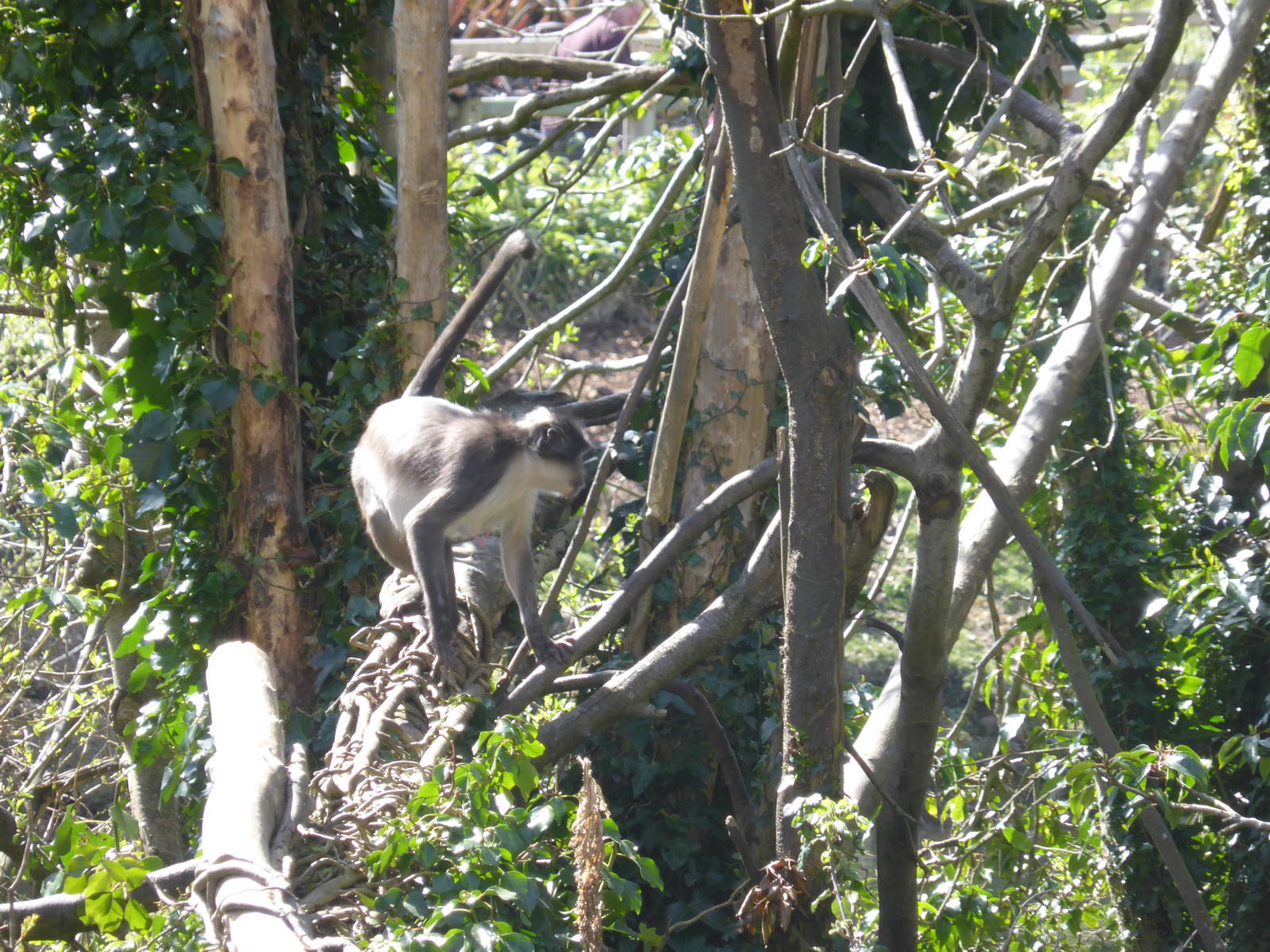 White-naped mangabey