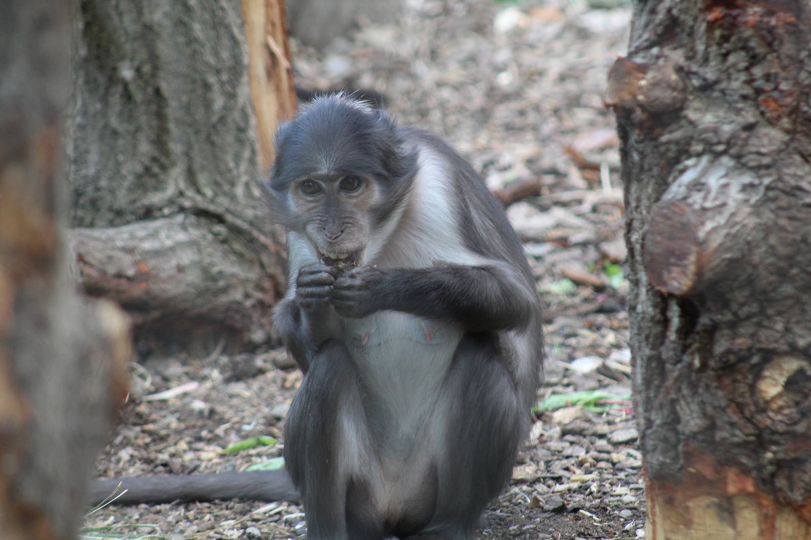 White-Naped Mangabey