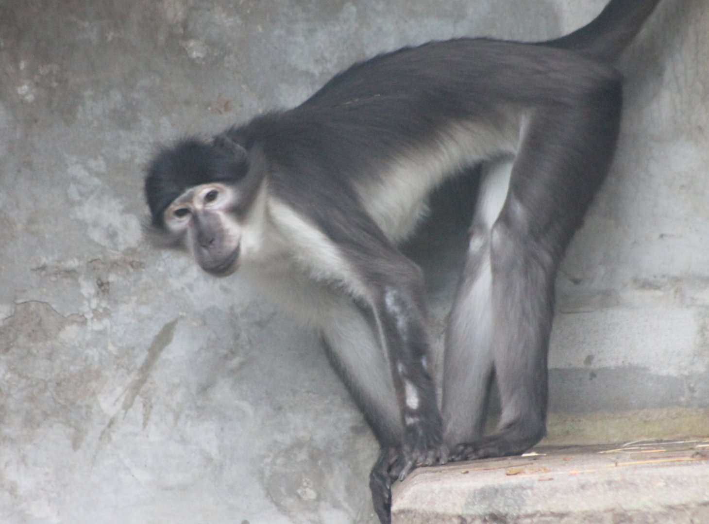 White-naped mangabey