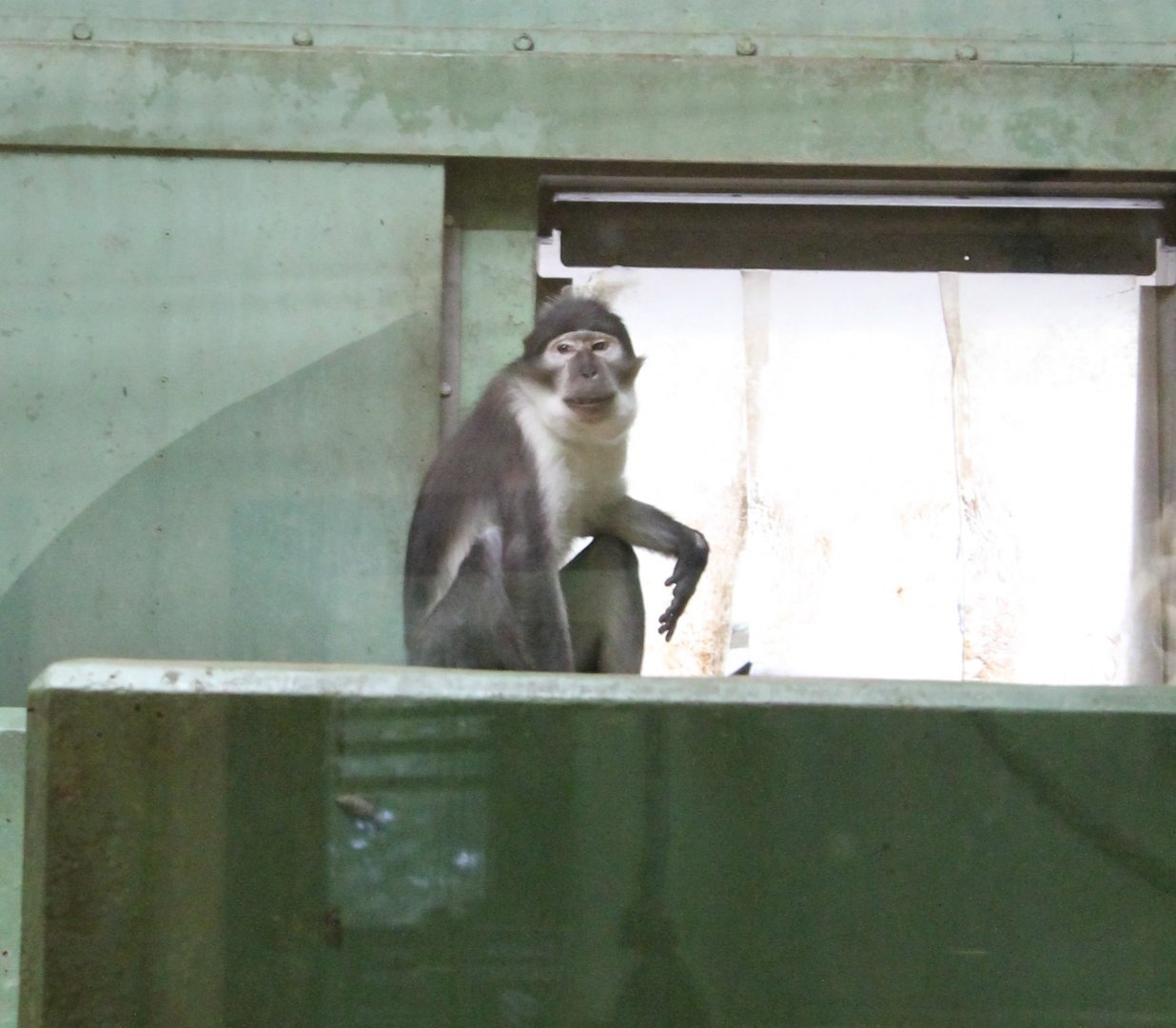 White-naped mangabey