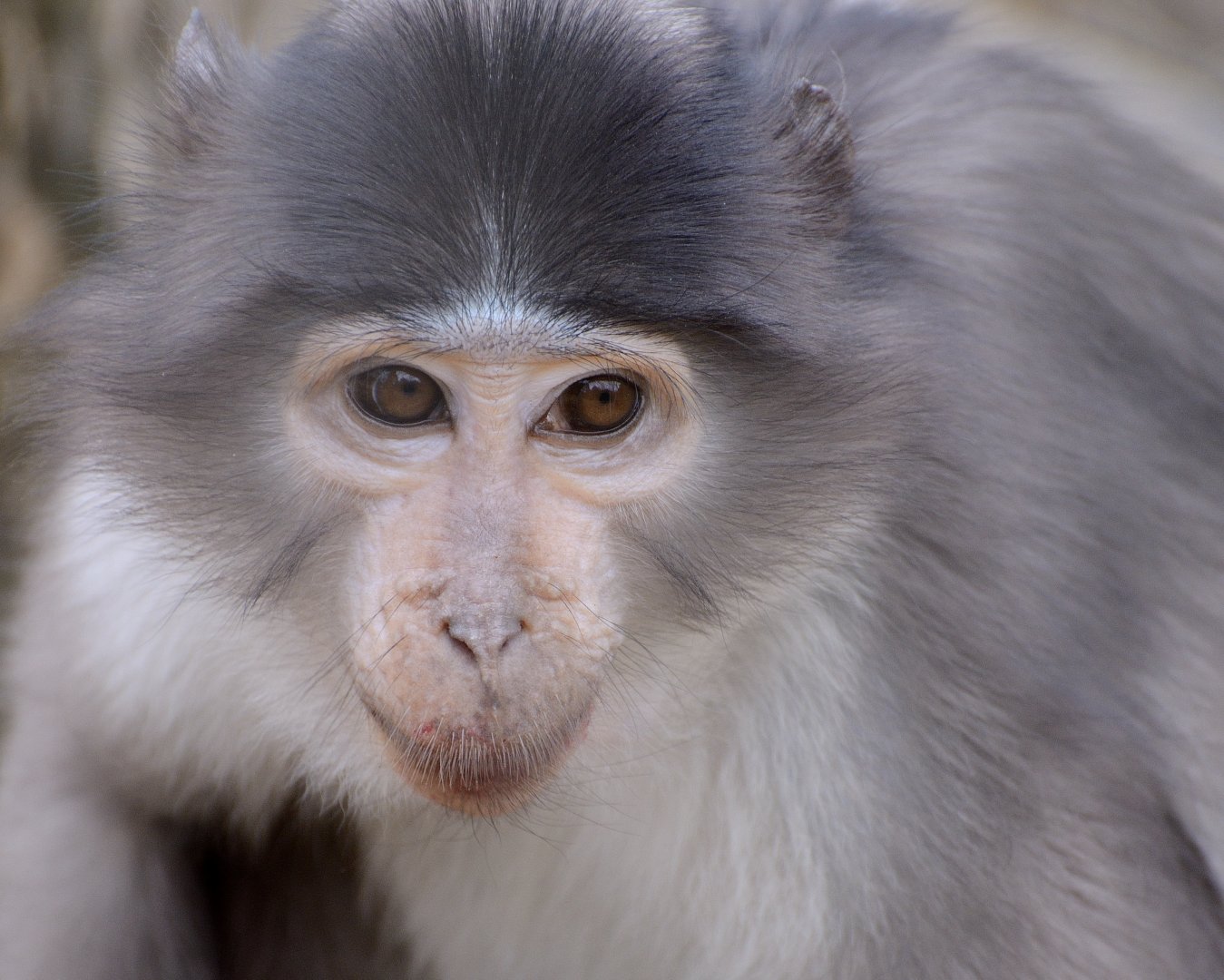White-naped Mangabey