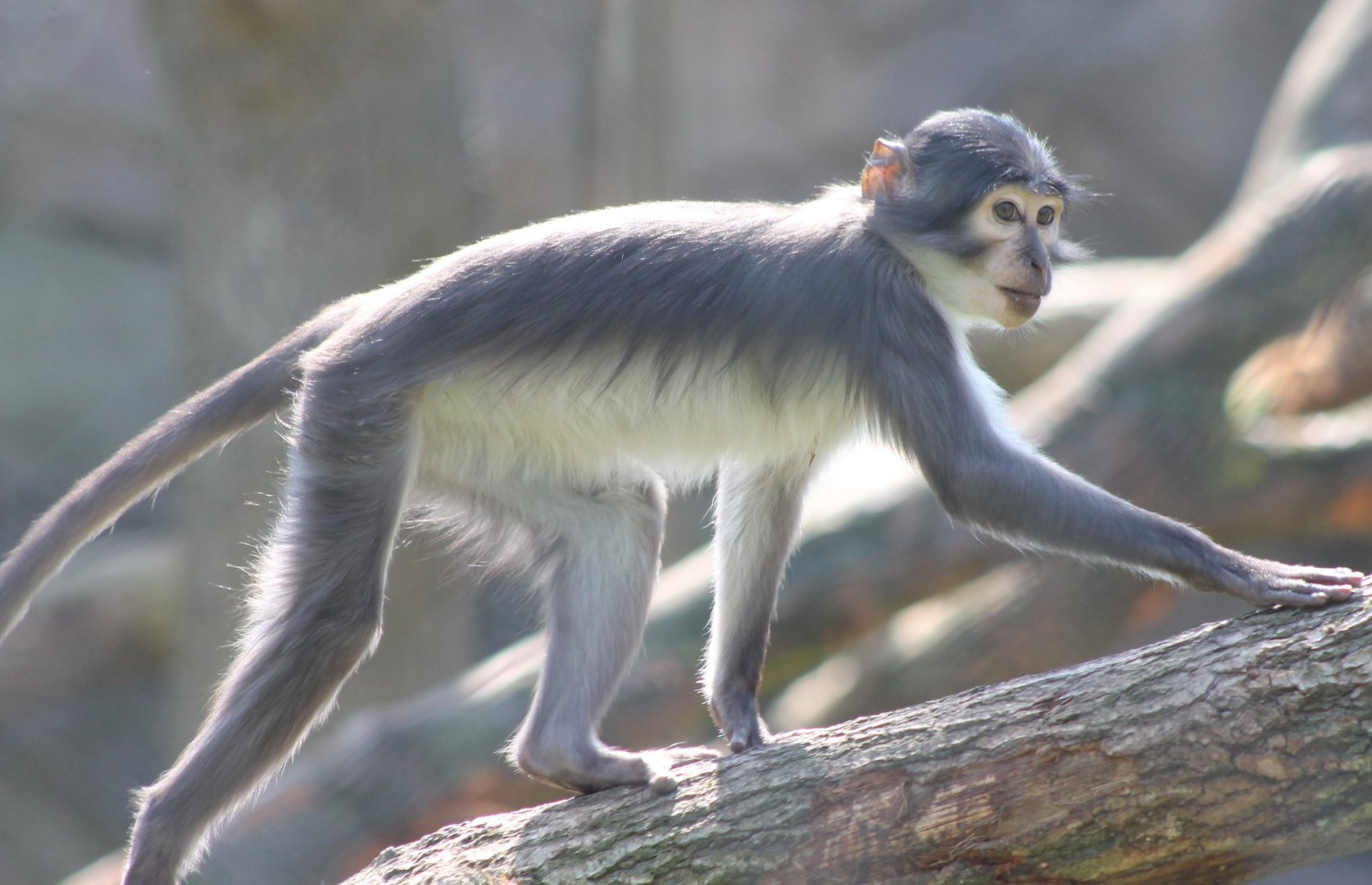 White-naped mangabey