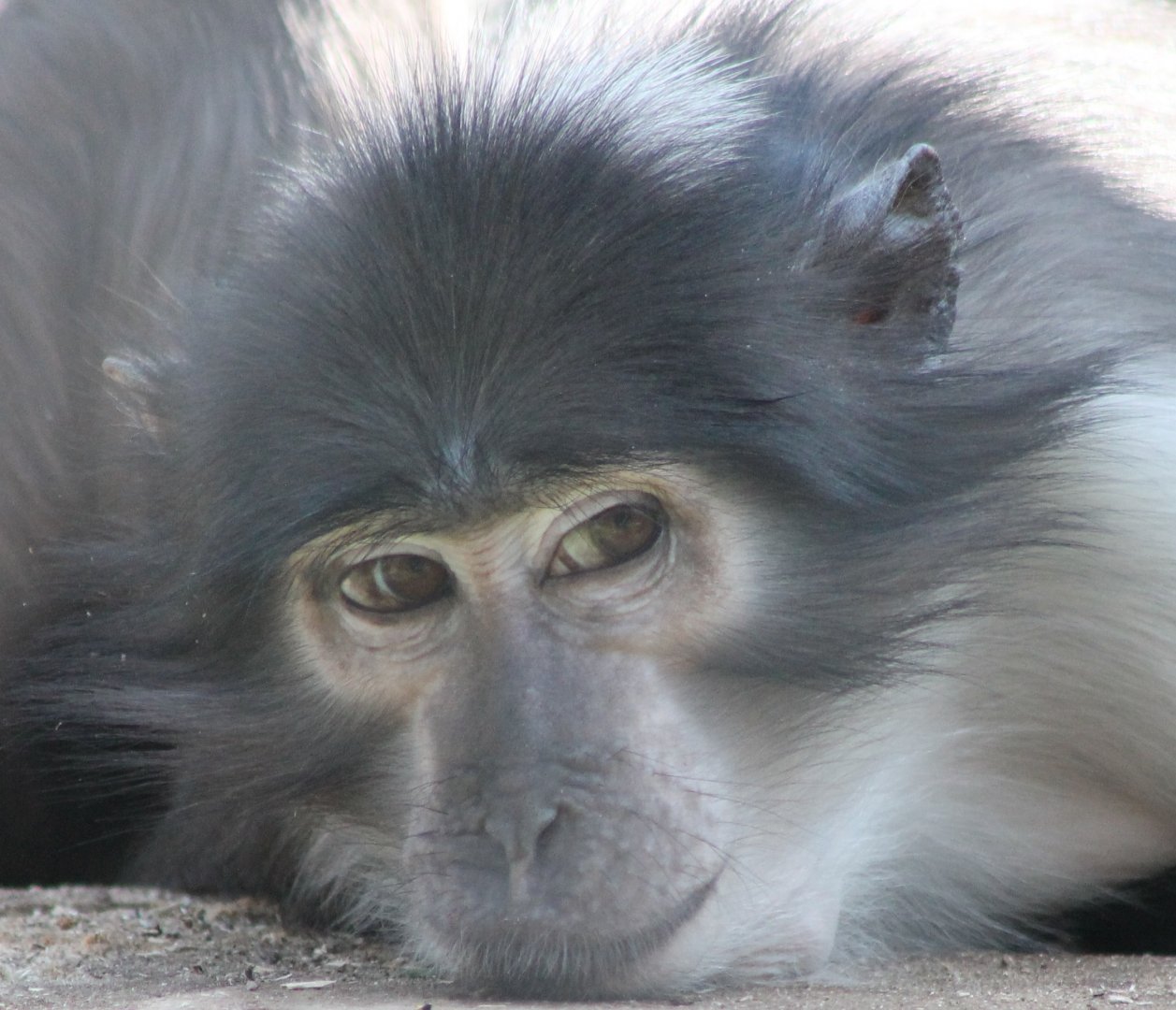 White-naped mangabey