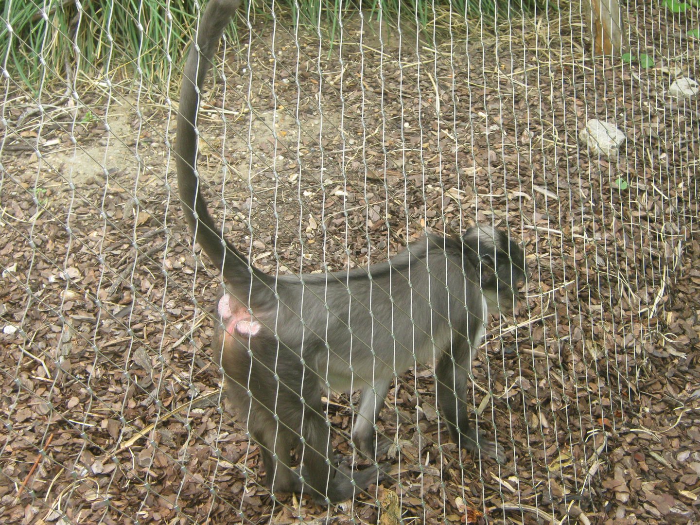 White-Naped Mangabey