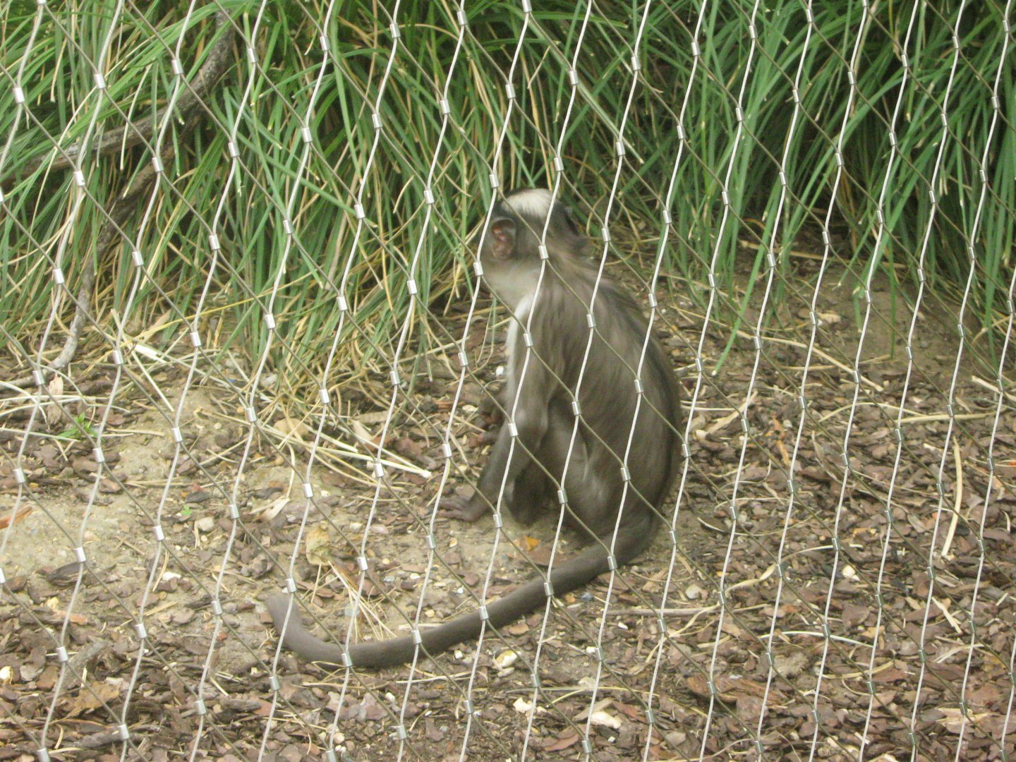 White-Naped Mangabey