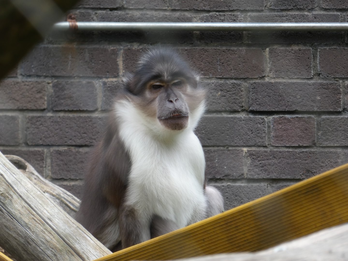 White-naped mangabey