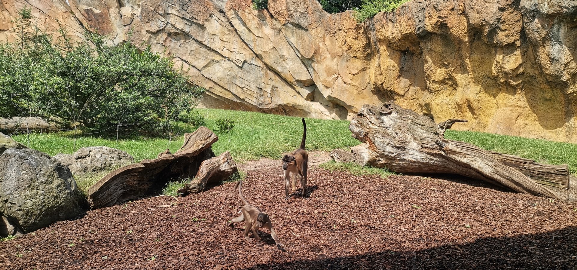 White-naped mangabey