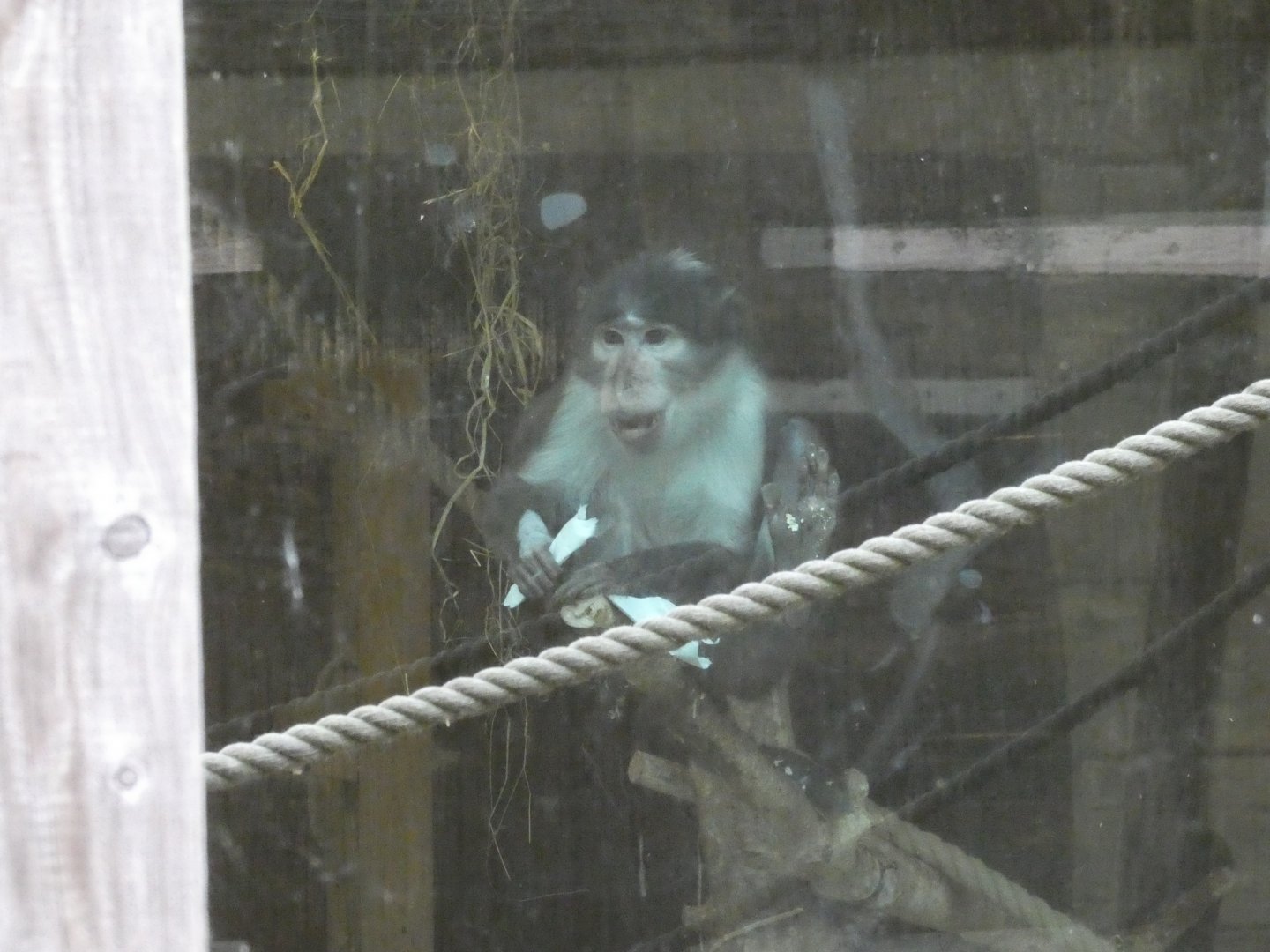 White-naped mangabey