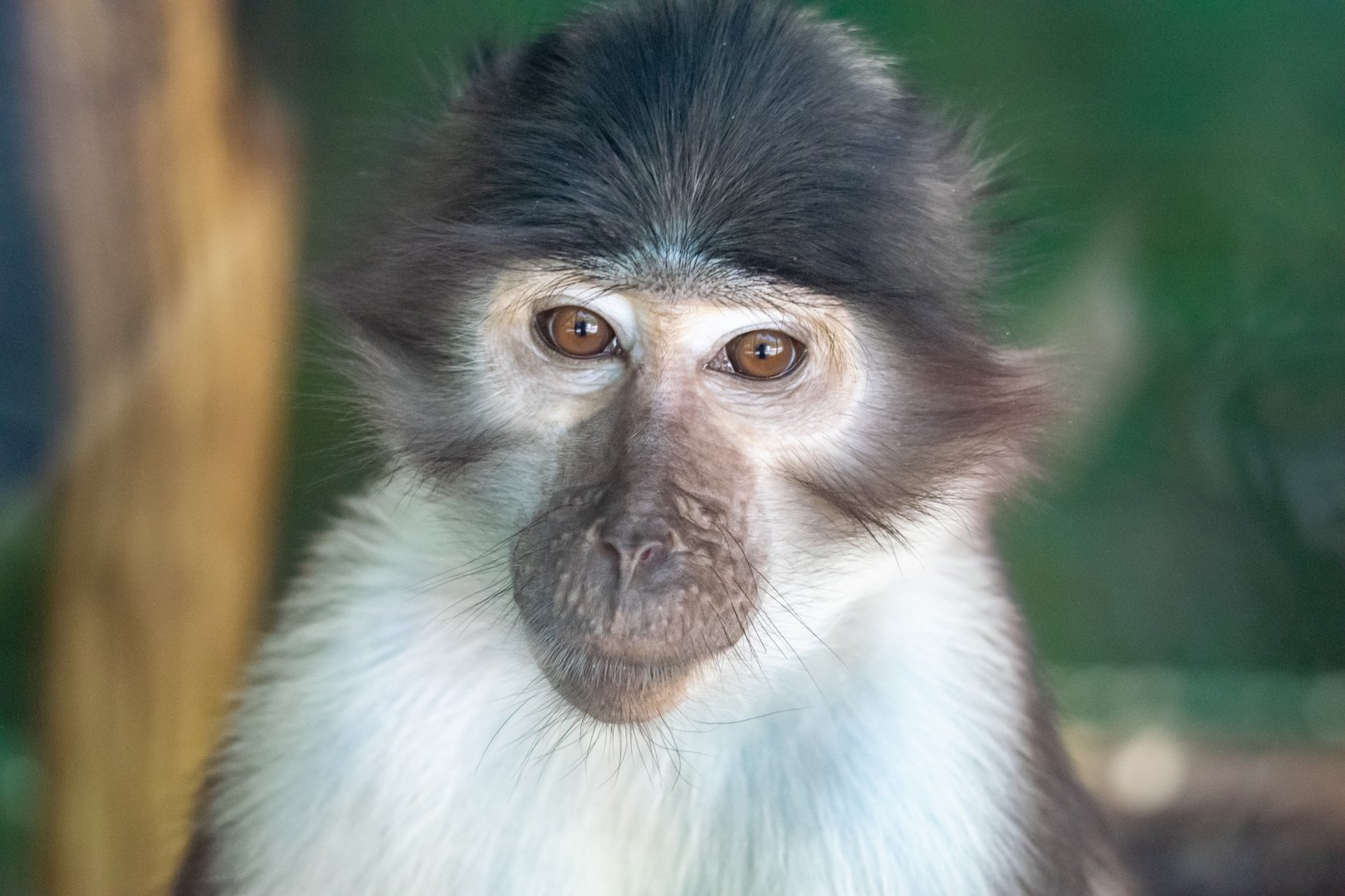 White Naped Mangabey