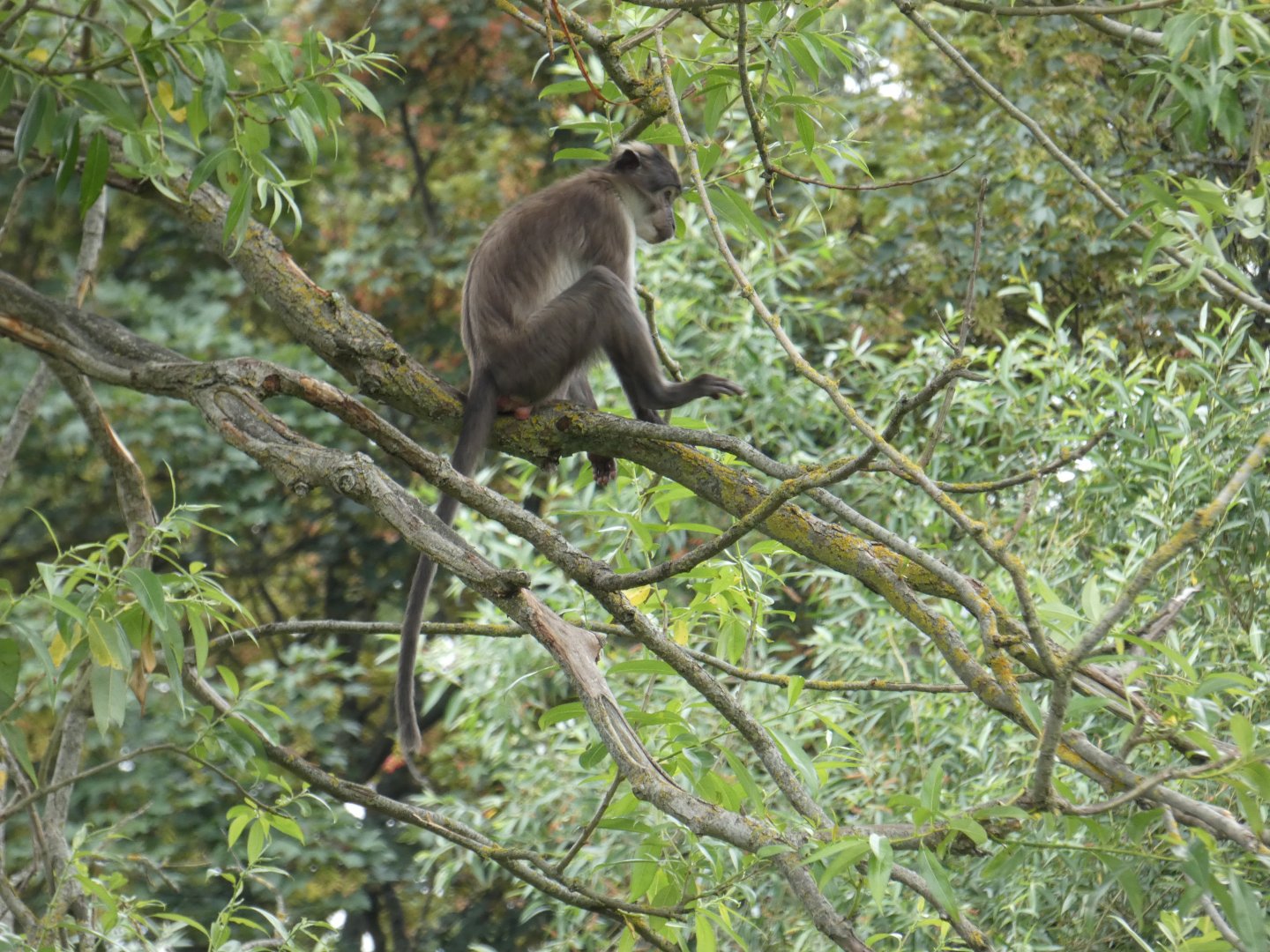 White-naped mangabey