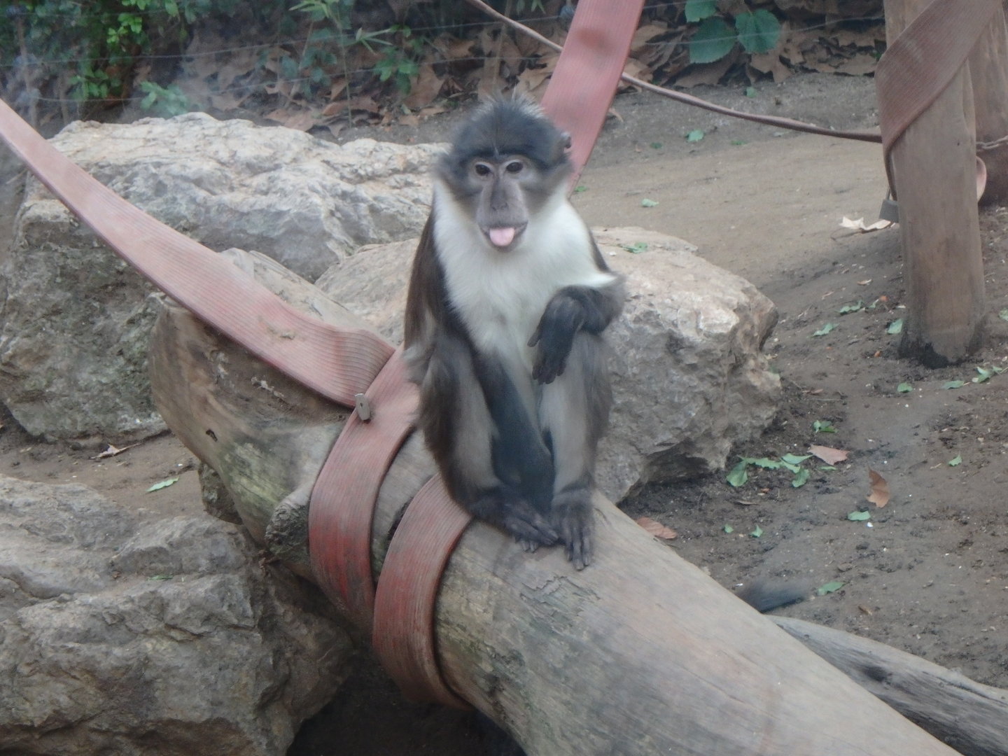 White-naped mangabey