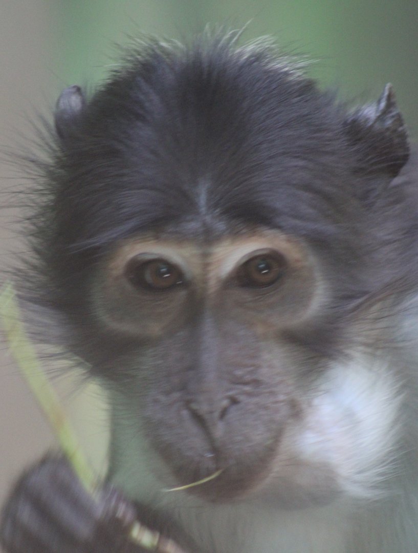 White-naped mangabey