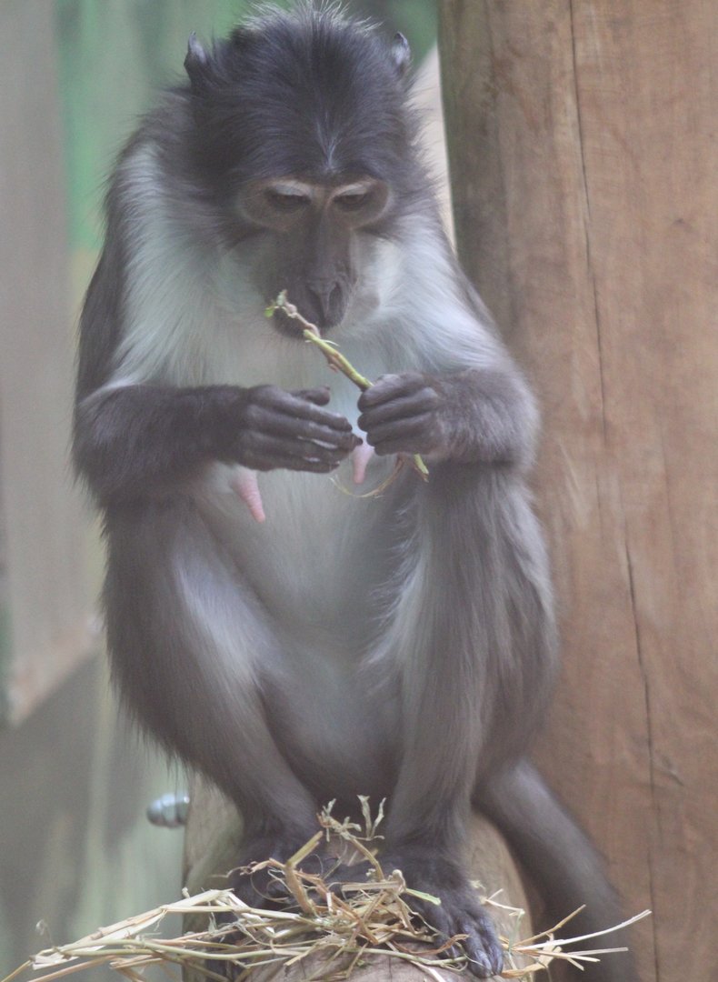White-naped mangabey