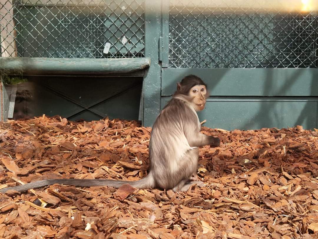 White-Naped Mangabey