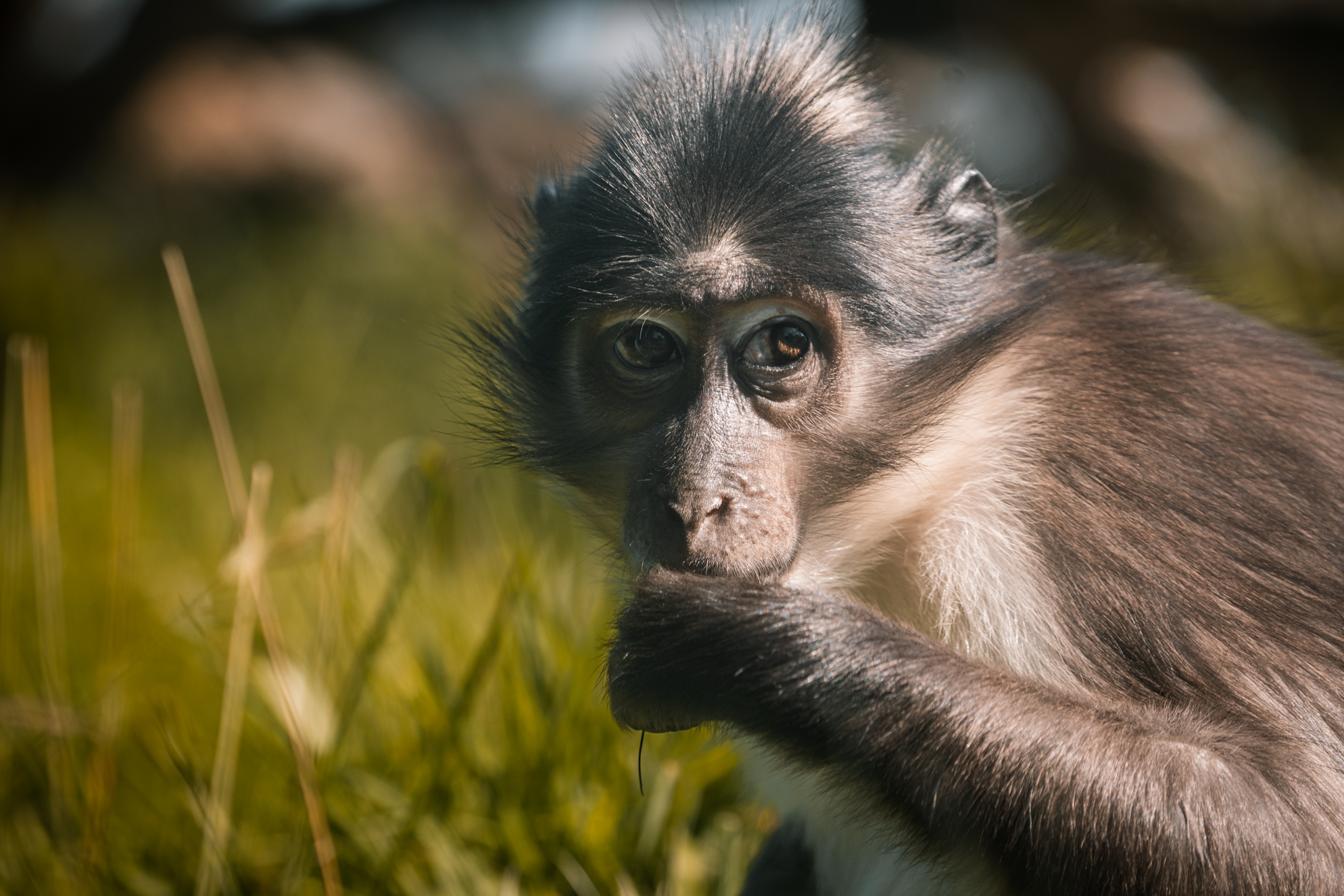 White-naped mangabey
