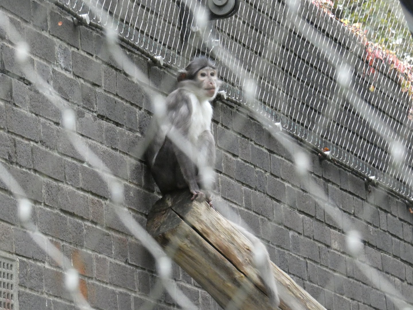 White-naped mangabey