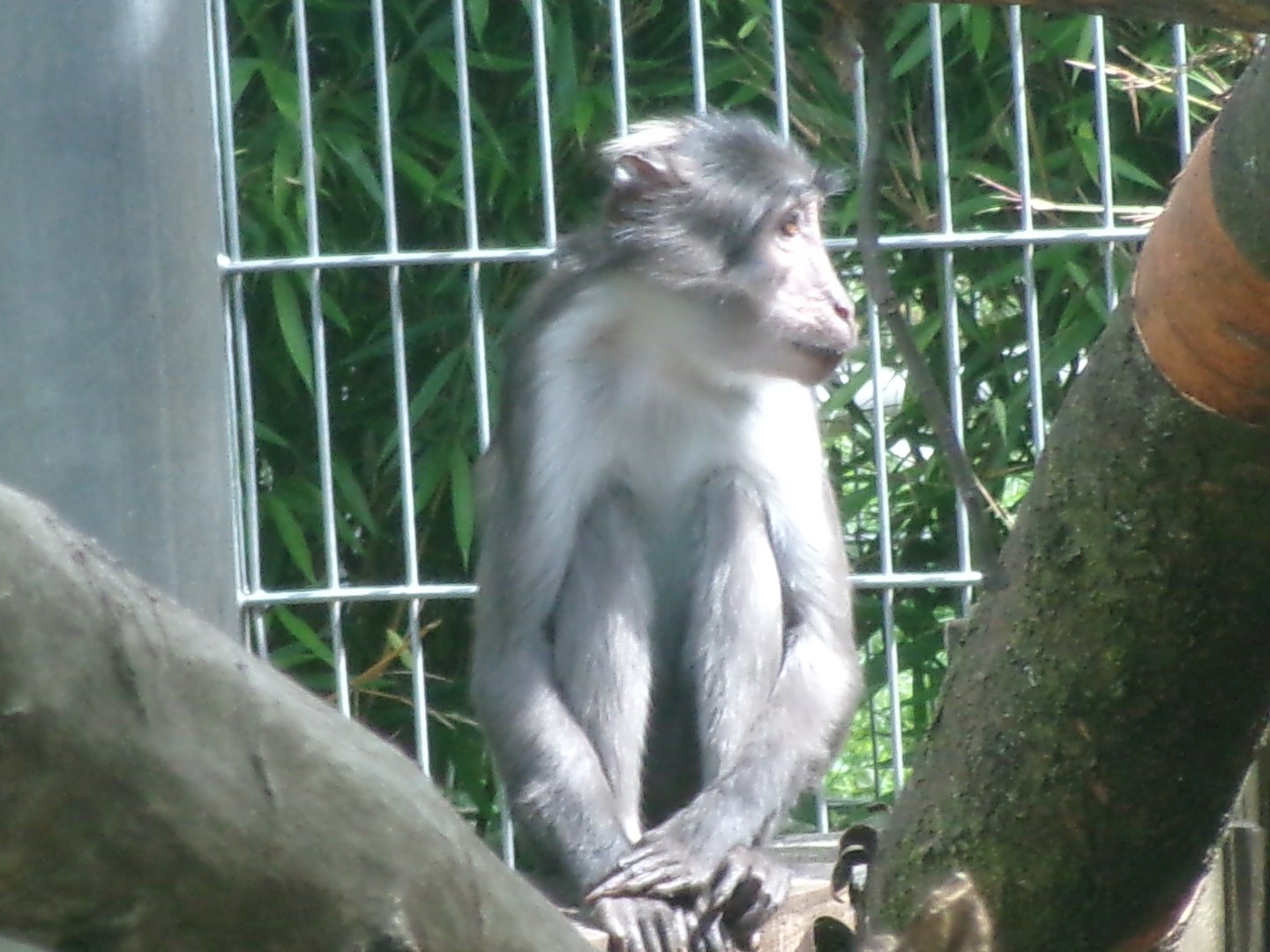 White-naped mangabey