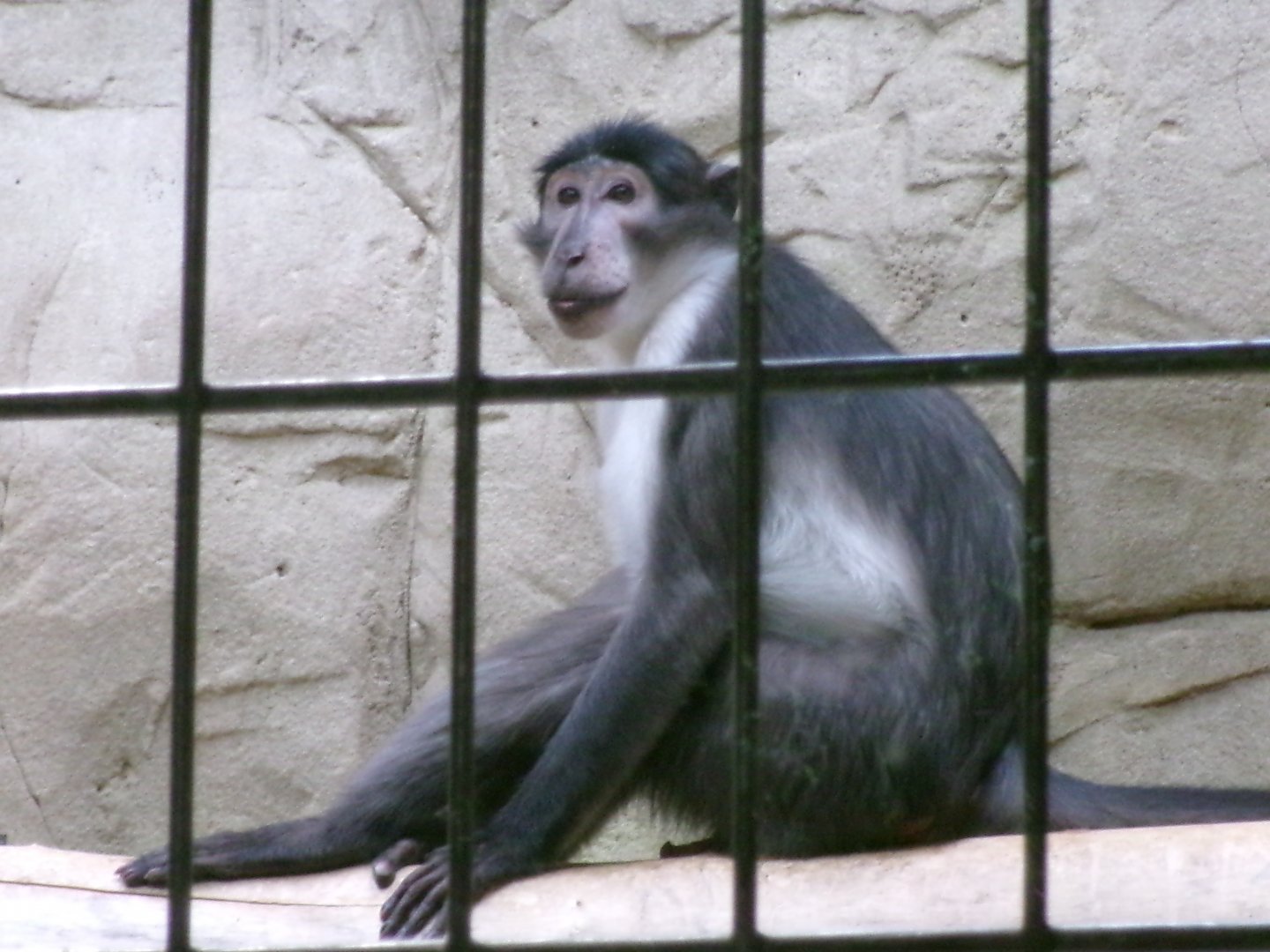 White-naped mangabey