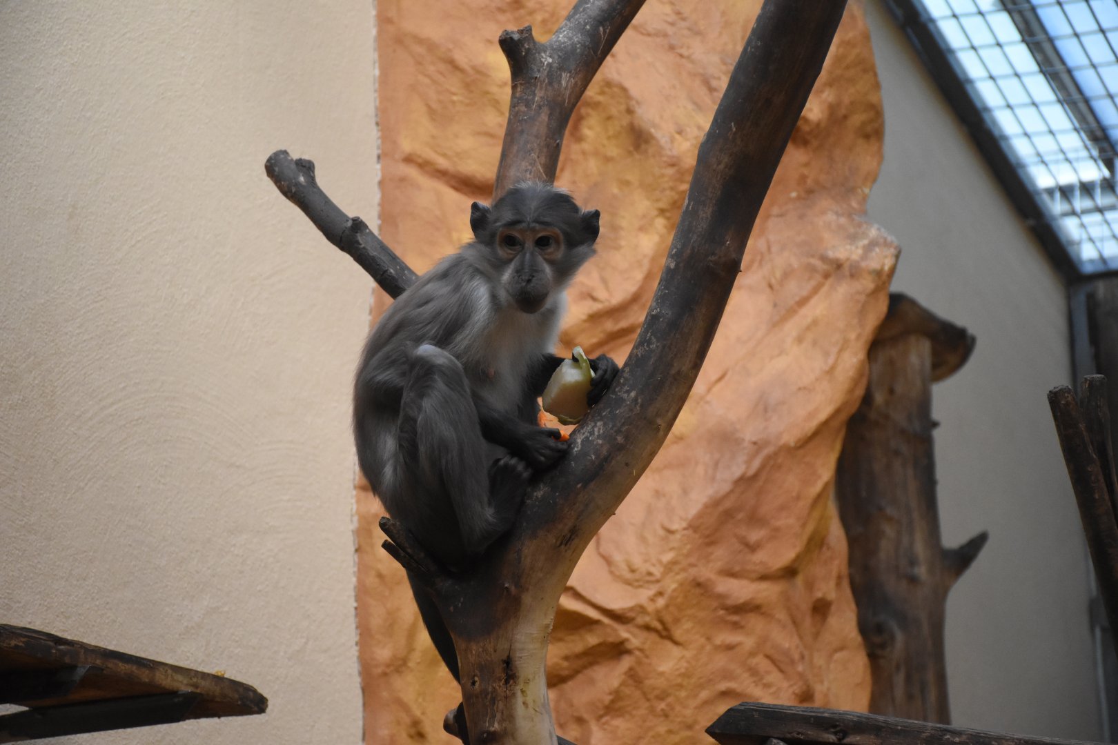 White-naped mangabey