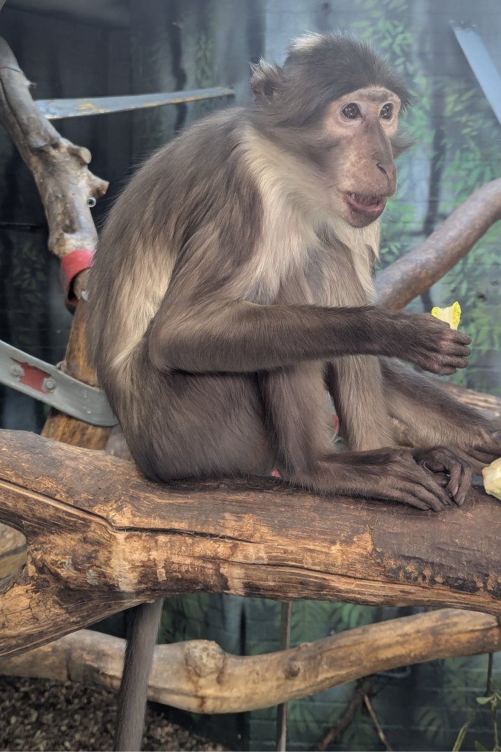 White-naped Mangabey