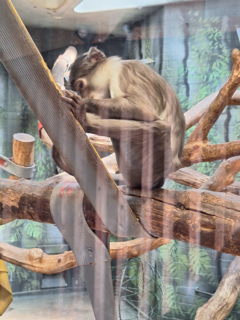 White-naped Mangabey