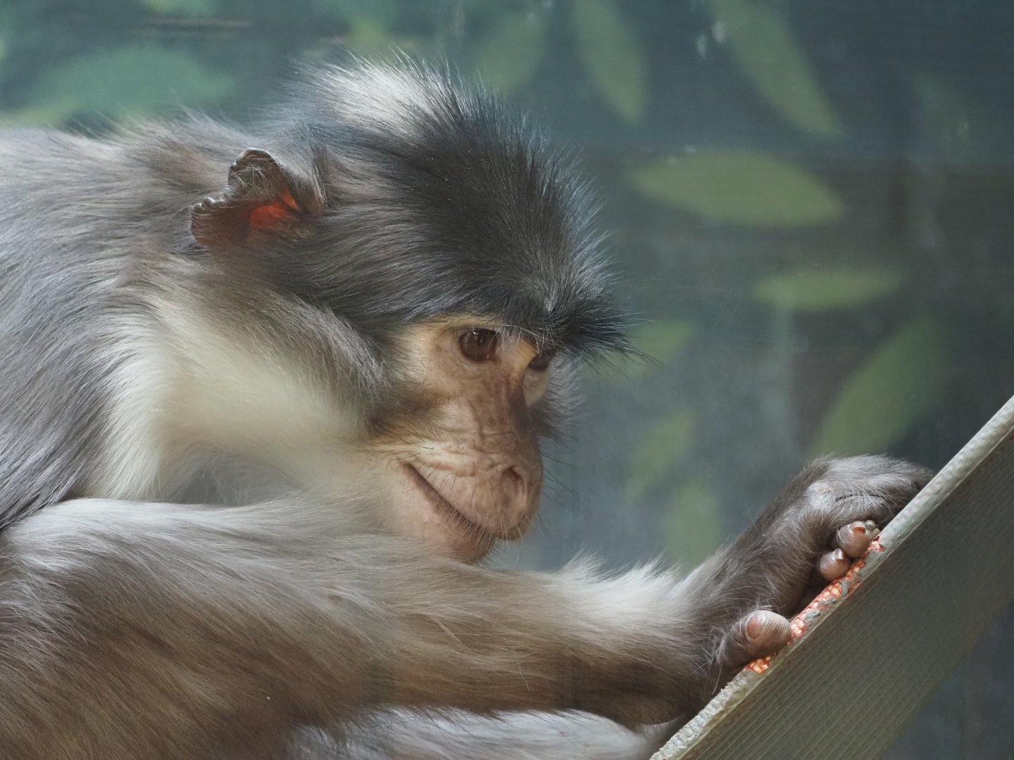 White-Naped Mangabey