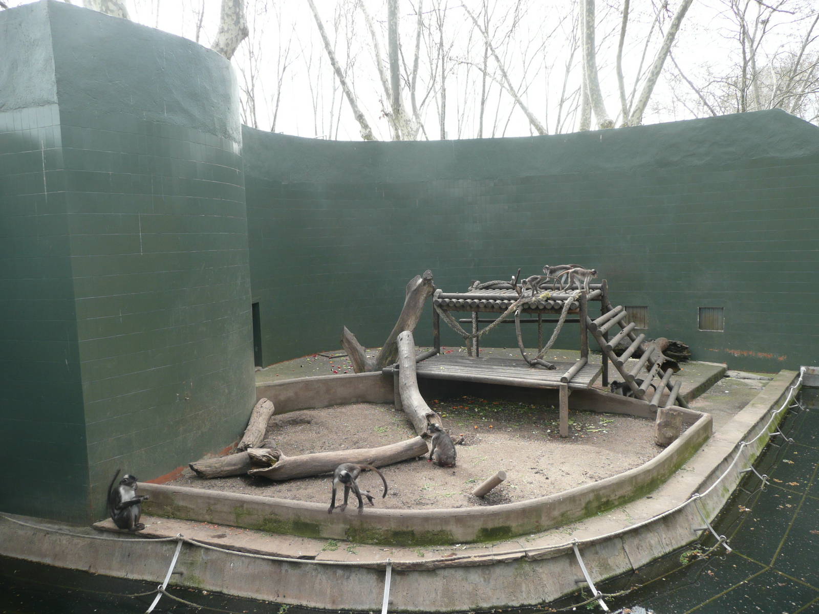 White-naped Mangabeys