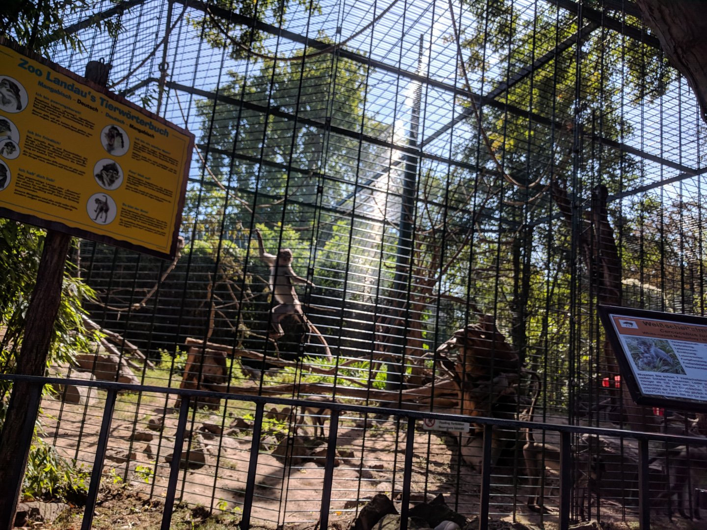 White Naped Mangabeys