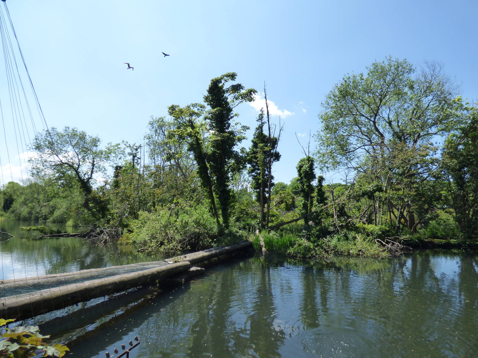 White Naped Mangaby Island