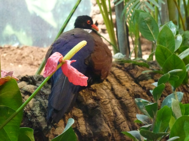 White-Naped Pheasant Pigeon 23.5.12